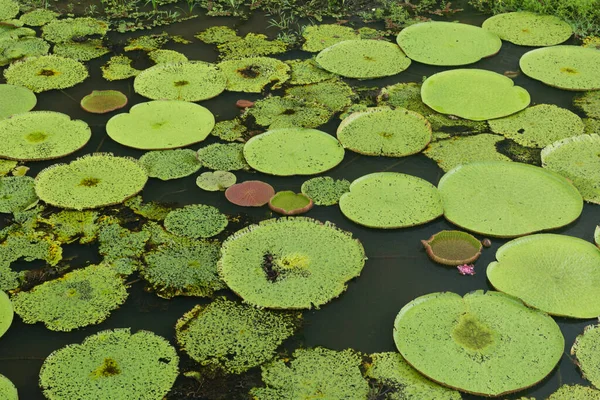 Водяна Рослина Vitoria Regia Manaus Brazil — стокове фото