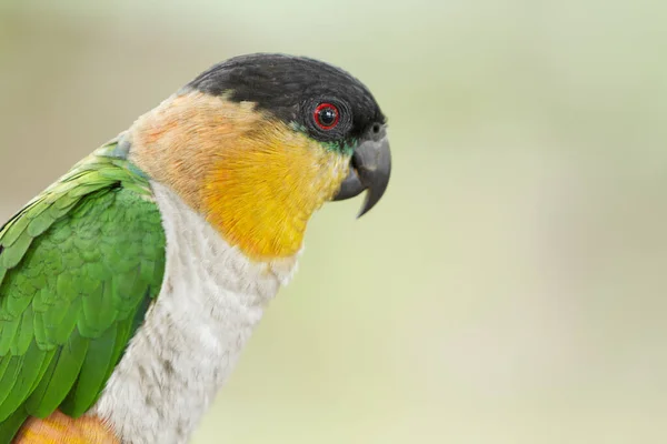 Güzel Renkli Bir Papağan — Stok fotoğraf