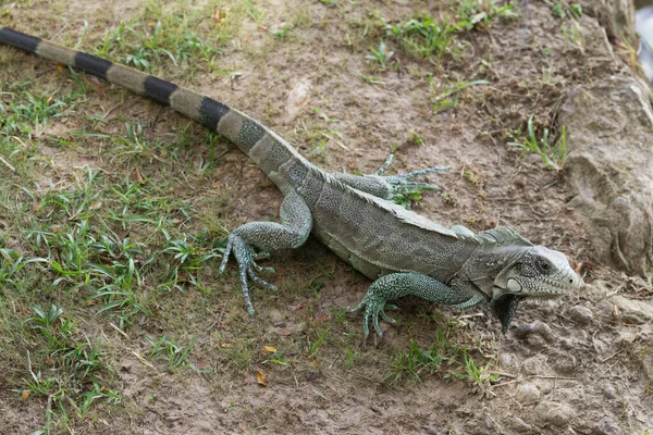 Iguana Parque Nacional Canaima — Fotografia de Stock