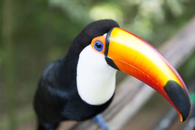 Toco Toucan (Ramphastos toco). 