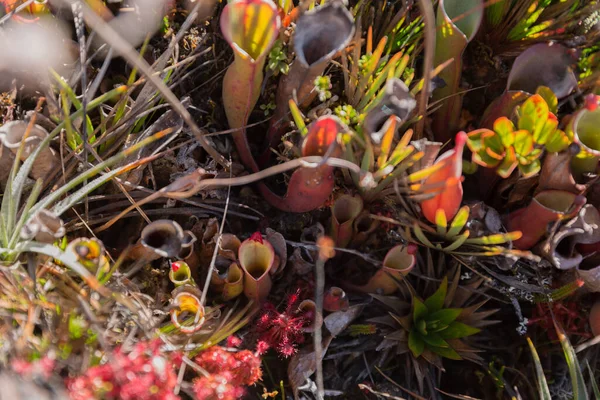 Planta Lanzadora Carnívora Heliamphora Nutans Monte Roraima Parque Nacional Canaima —  Fotos de Stock