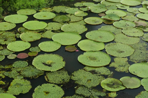 Planta Agua Vitoria Regia Manaus Brasil —  Fotos de Stock