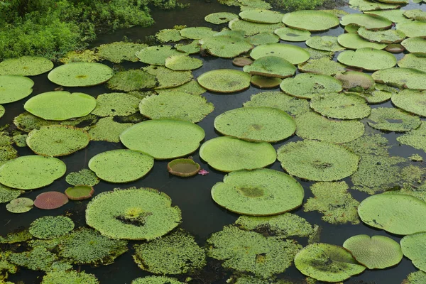 Usine Eau Vitoria Regia Manaus Brésil — Photo