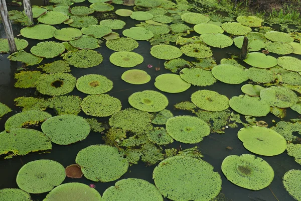 Usine Eau Vitoria Regia Manaus Brésil — Photo