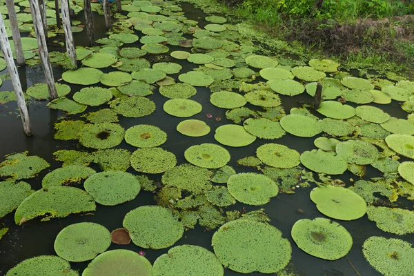 Usine Eau Vitoria Regia Manaus Brésil — Photo