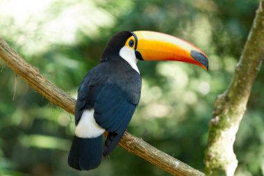 Toco Toucan (Ramphastos toco). 