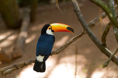 Toco Toucan (Ramphastos toco). 