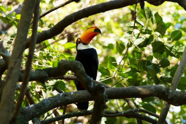 Toco Toucan (Ramphastos toco). 