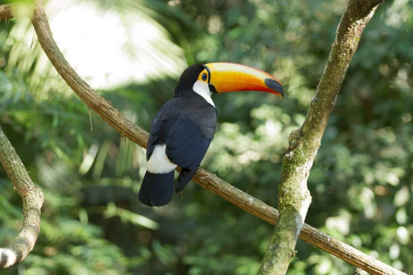 Toco Toucan (Ramphastos toco). 