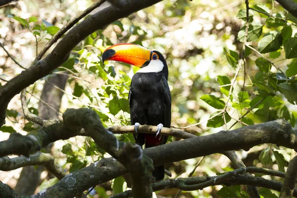 Toco Toucan (Ramphastos toco). 