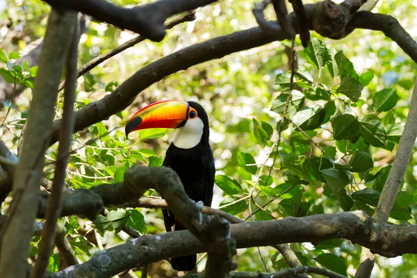 Toco Toucan (Ramphastos toco). 