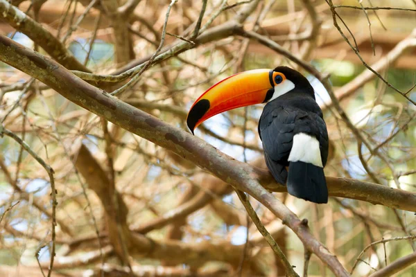 Toco Toucan (Ramphastos toco). 