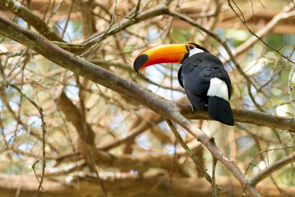 Toco Toucan (Ramphastos toco). 