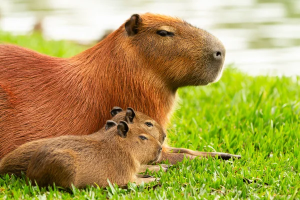 Capybaras in Barigui Park in Curitiba Parana Brazil, (Hydrochoerus hydrochoeris). 