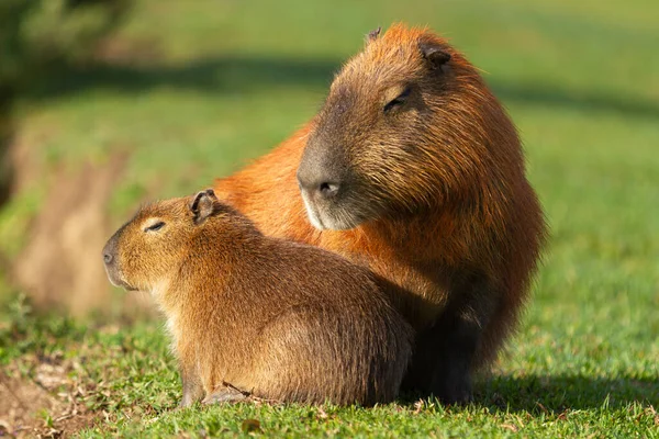 Capybaras in Barigui Park in Curitiba Parana Brazil, (Hydrochoerus hydrochoeris). 