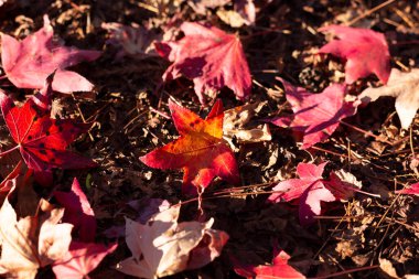 (Liquidambar styraciflua) sonbahar yaprakları.