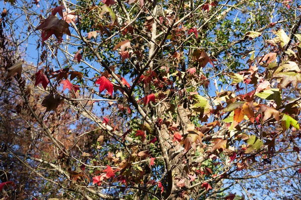 Красивое Осеннее Дерево Красной Листвы Liquidambar Styraciflua Осенние Листья — стоковое фото