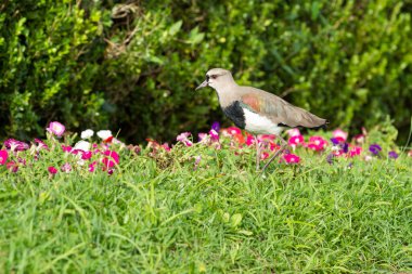 Bahçede Lapwing (Vanellus vanellus).
