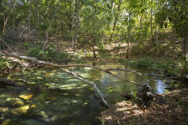 Jalapao Eyalet Parkı 'ndaki Formiga Nehri' nin Kaynağı.