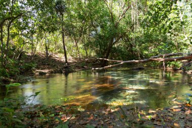 Jalapao Eyalet Parkı 'ndaki Formiga Nehri' nin Kaynağı.
