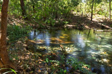 Jalapao Eyalet Parkı 'ndaki Formiga Nehri' nin Kaynağı.