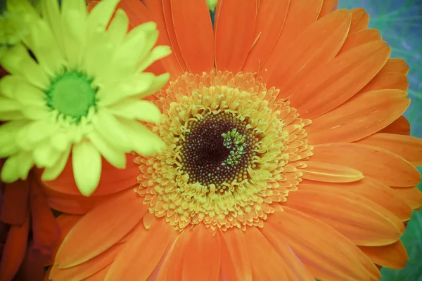 Große Gerbera mit einer weiteren Blume in Unschärfe — Stockfoto