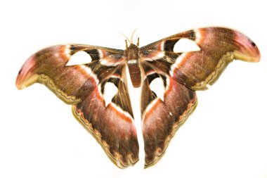 Attacus Atlas veya Karanlıklar Prensi. En büyük güve.