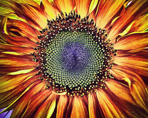 Hermoso girasol decorativo grande con grandes pétalos verdes y rojos . Fotos de stock libres de derechos