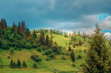 Forest slopes of the Carpathian region with a couple of houses in the frame