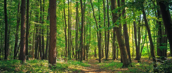 Yeşil Yaz orman Panoraması