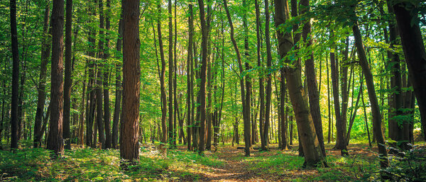 Panorama of a green summer forest