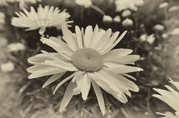 La vita delle margherite in natura, b-w — Foto Stock