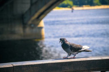Nehri yakınında yabani güvercin