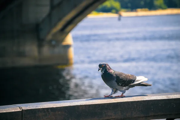 Wild pigeon near the river — Stock Photo, Image