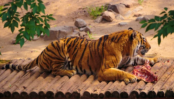 Tigre acostado con un pedazo de carne cruda —  Fotos de Stock