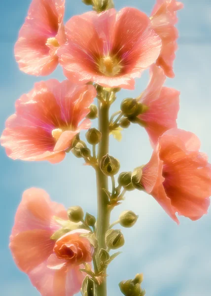 Blütenstammrosen oder hoher Malva — Stockfoto