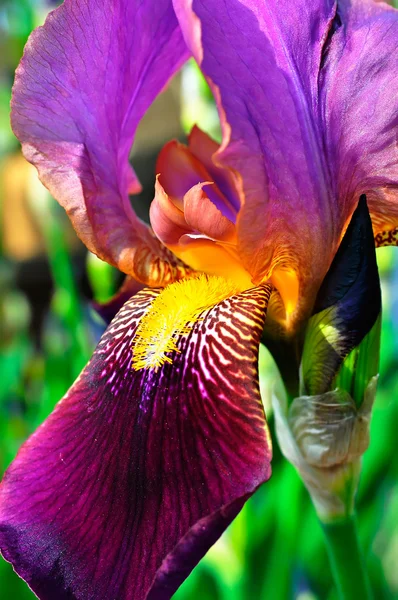 Iris con linguaggio — Foto Stock