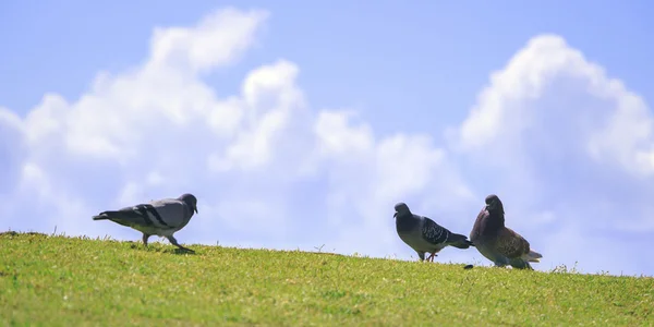 Three pigeon on green grass against the sky — Stock Photo, Image