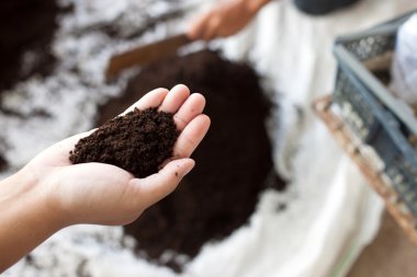 Kalite toprak ve malzeme (torf yosun veya Sphagnum) genç bitkiler için.