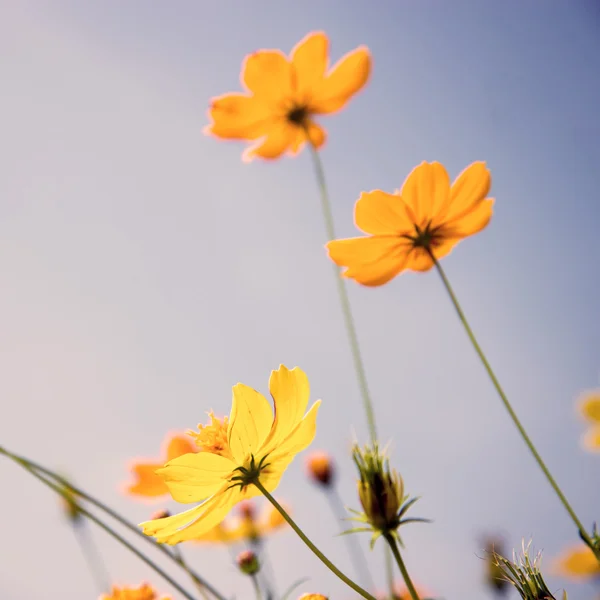 Cosmos flowers and sky (filtered used) — Stock Photo, Image