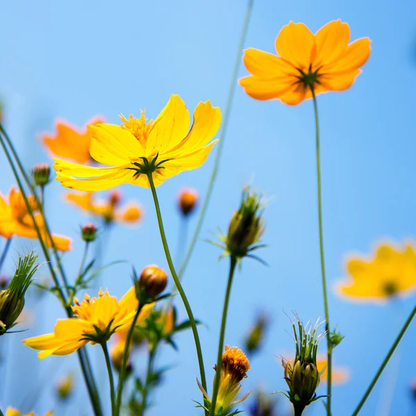 Cosmos flowers and blue sky — Stock Photo, Image