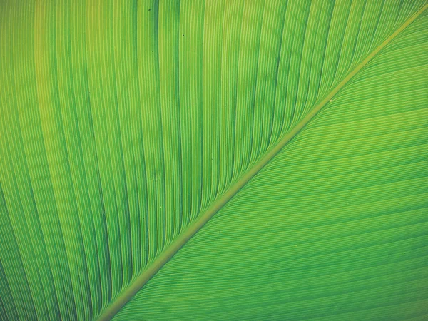 Textura e detalhe da folha de banana (efeito de filtro vintage usado ) — Fotografia de Stock