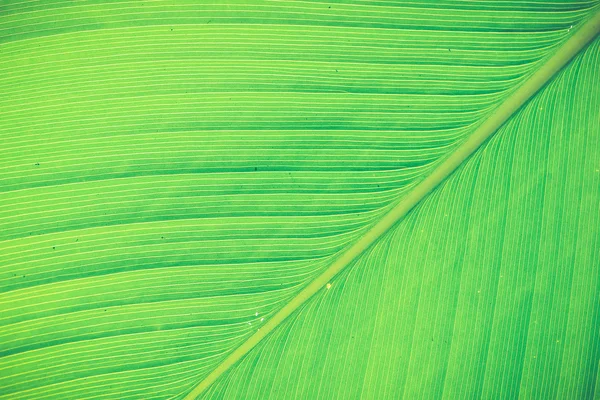 Texture e dettaglio di Banana Leaf (effetto filtro Vintage utilizzato ) — Foto Stock