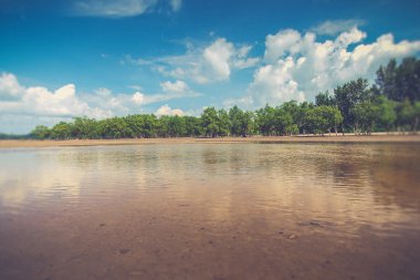 mangrov ağaç (kullanılan Vintage filtre efekti ile tropikal plaj)