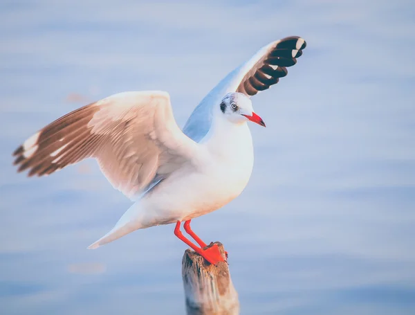 Seagull (Vintage filter effect used) — Stock Photo, Image