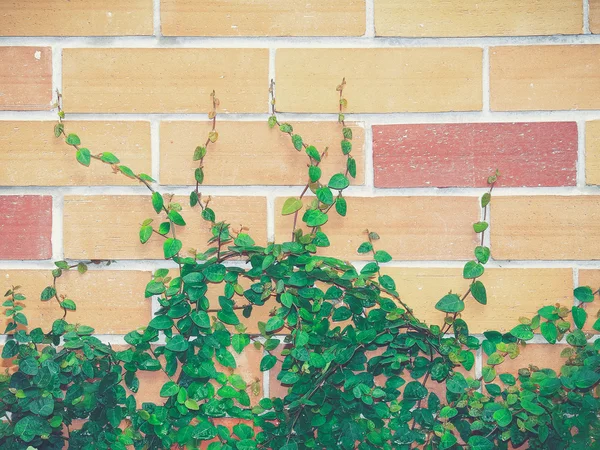 Brick wall and ivy (Vintage filter effect used) — Stock Photo, Image