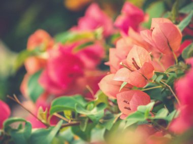 görüntü parlak Begonvil (kullanılan Vintage filtre efekti)