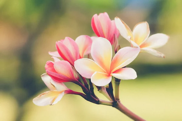 Gren av tropiska blommor frangipani (Vintage filter effekt användning — Stockfoto