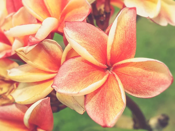 Tropical flowers frangipani (Vintage filter effect used) — Stock Photo, Image