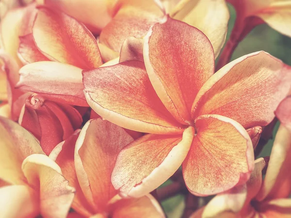 Flores tropicales frangipani (plumeria) (Vintage filter effect us — Foto de Stock